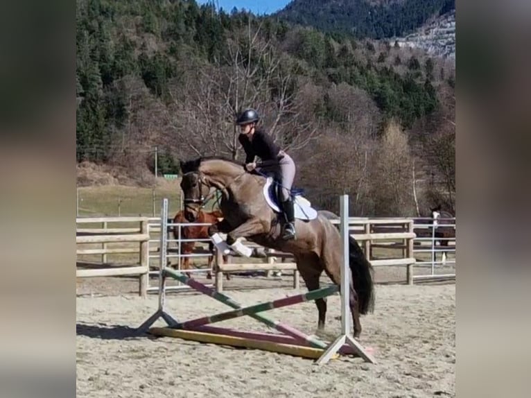 Irish sport horse Ruin 5 Jaar 162 cm Donkerbruin in Gummern