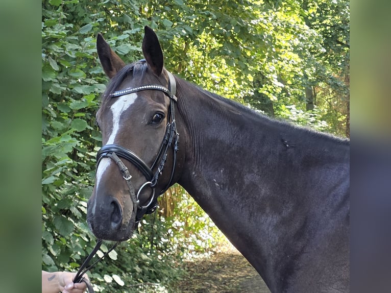 Irish sport horse Ruin 5 Jaar 163 cm Zwartbruin in Wachtendonk