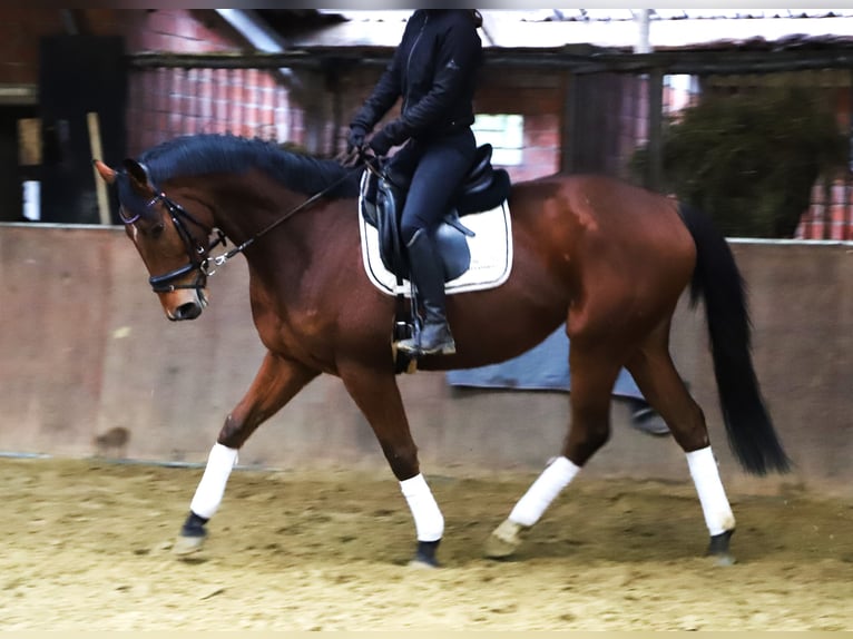 Irish sport horse Mix Ruin 5 Jaar 164 cm Bruin in Wielen