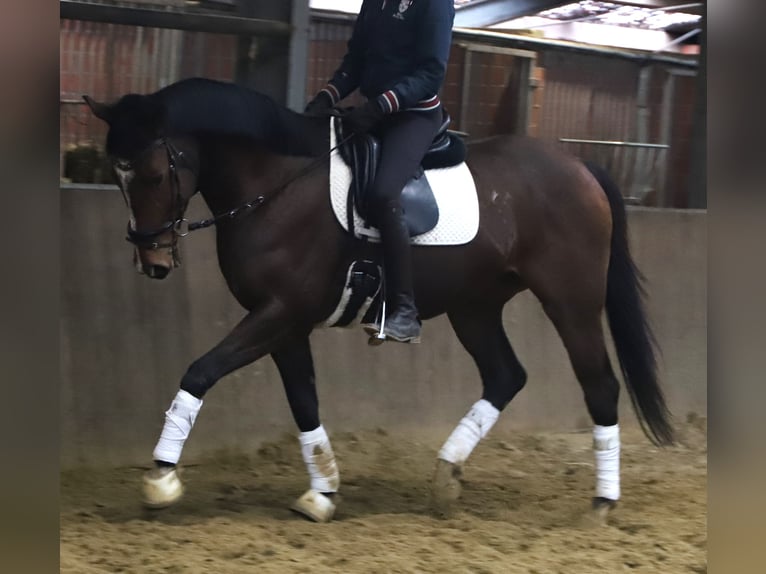 Irish sport horse Mix Ruin 5 Jaar 164 cm Donkerbruin in Uelsen