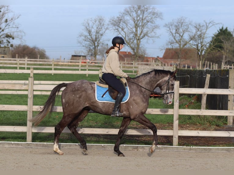 Irish sport horse Ruin 5 Jaar 165 cm Blauwschimmel in Bogaarden