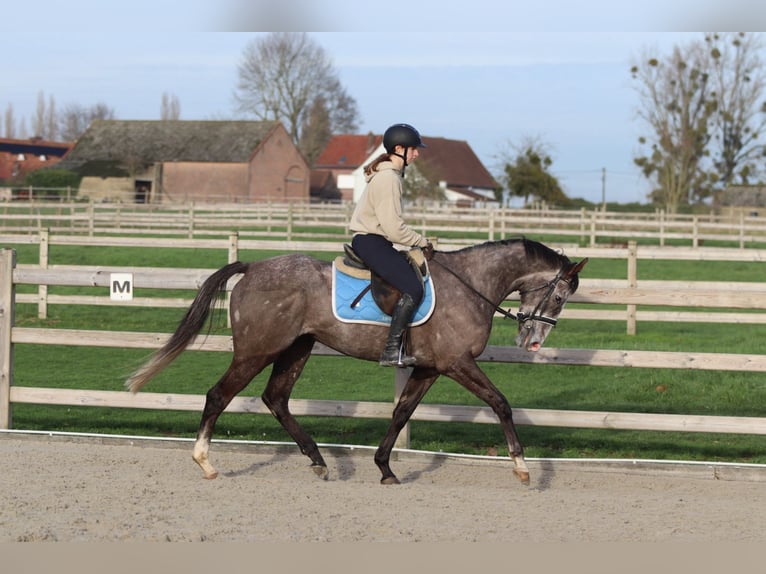 Irish sport horse Ruin 5 Jaar 165 cm Blauwschimmel in Bogaarden