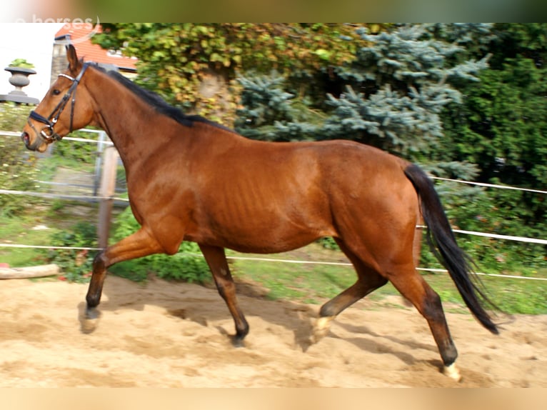 Irish sport horse Ruin 5 Jaar 165 cm Bruin in Velpke