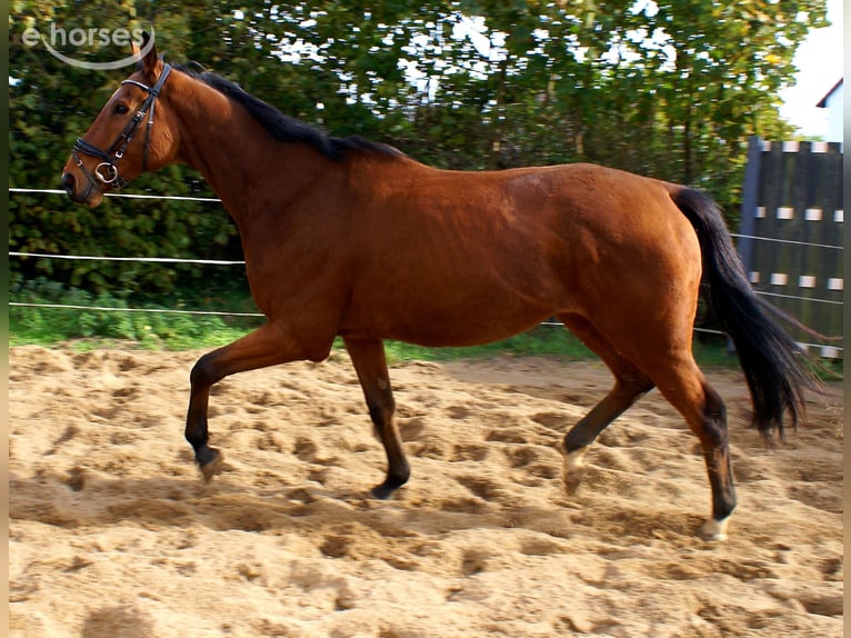 Irish sport horse Ruin 5 Jaar 165 cm Bruin in Velpke