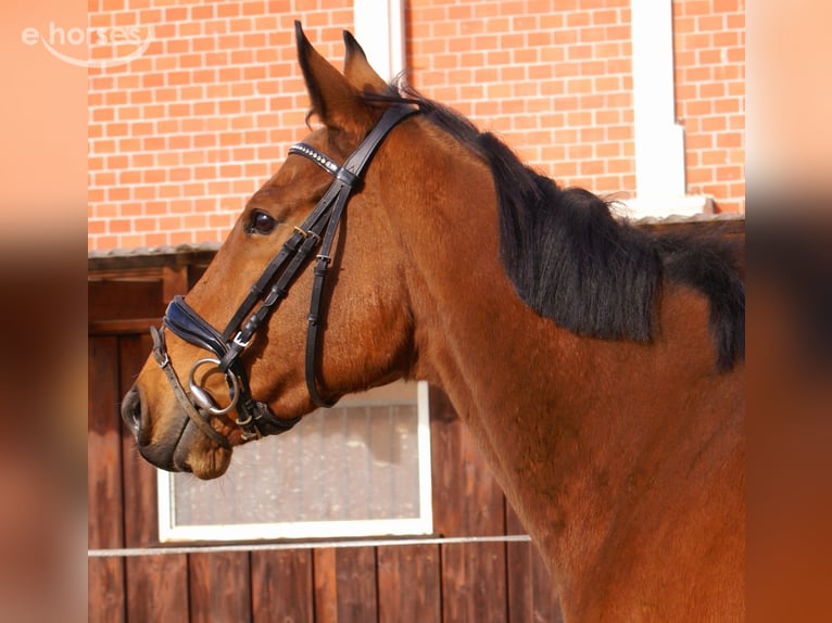 Irish sport horse Ruin 5 Jaar 165 cm Bruin in Velpke