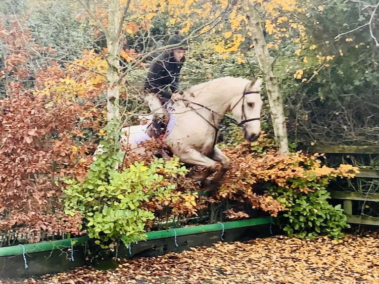 Irish sport horse Ruin 5 Jaar 165 cm Palomino in Mountrath