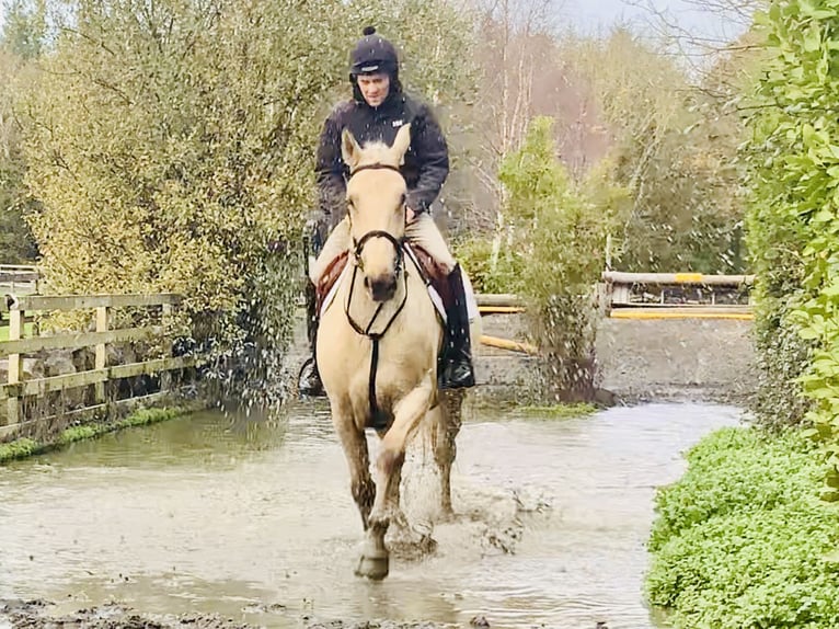 Irish sport horse Ruin 5 Jaar 165 cm Palomino in Mountrath