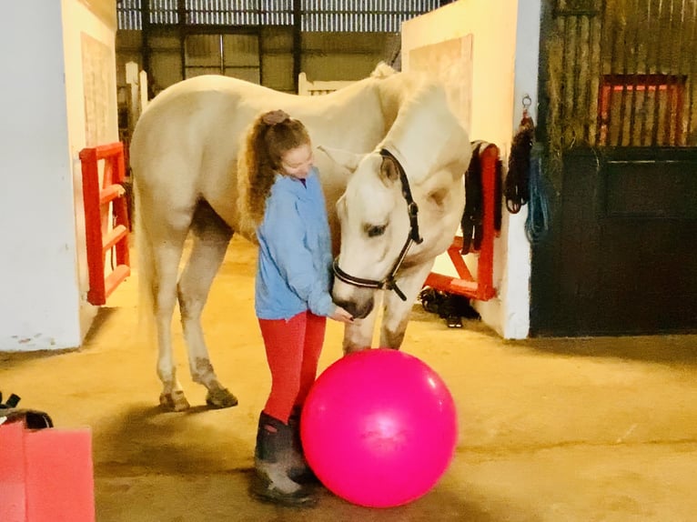 Irish sport horse Ruin 5 Jaar 165 cm Palomino in Mountrath
