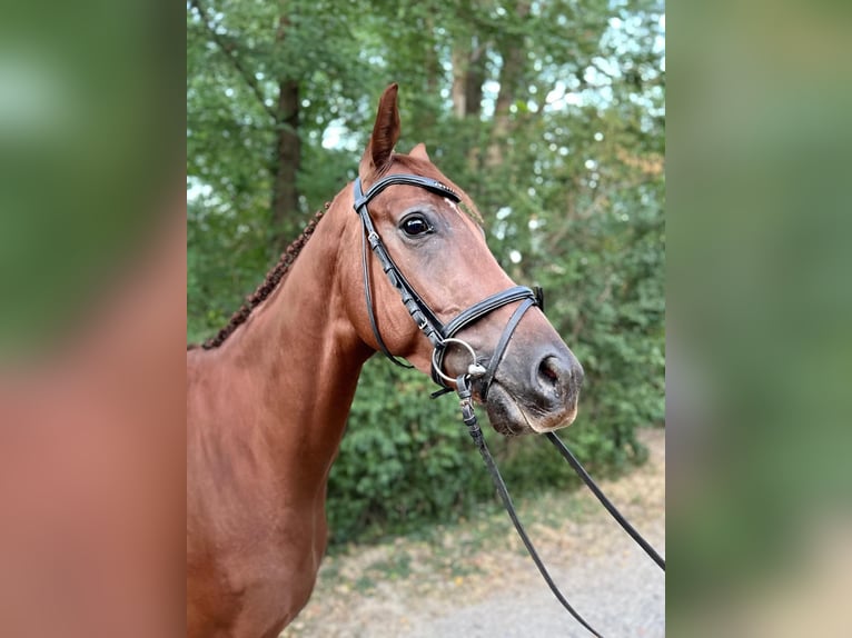 Irish sport horse Ruin 5 Jaar 165 cm Vos in Langmannersdorf