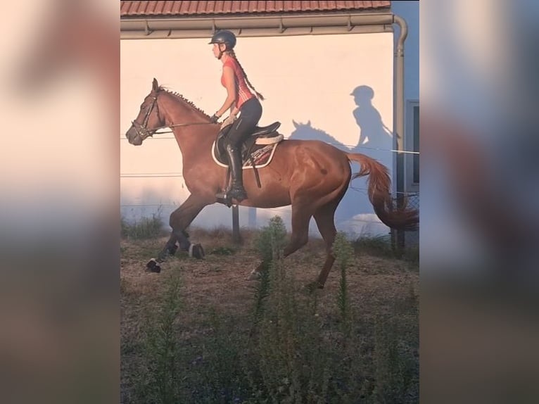 Irish sport horse Ruin 5 Jaar 165 cm Vos in Langmannersdorf