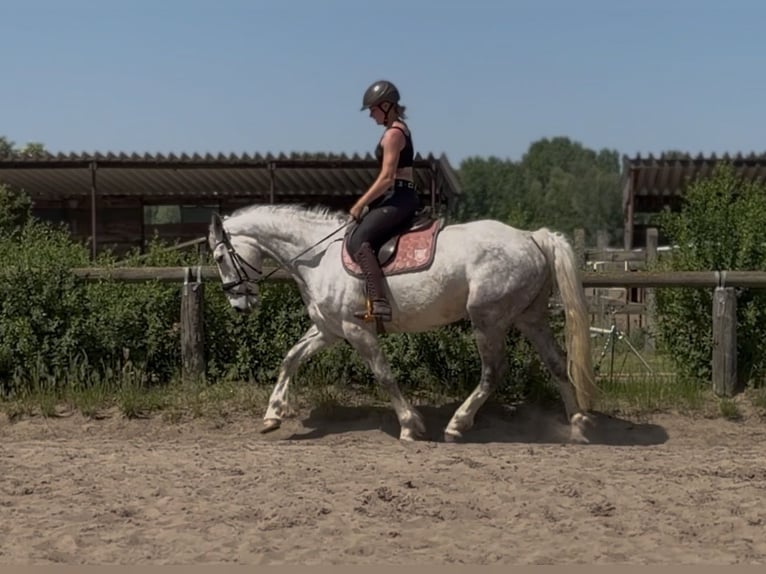 Irish sport horse Ruin 5 Jaar 166 cm Appelschimmel in Trebbin
