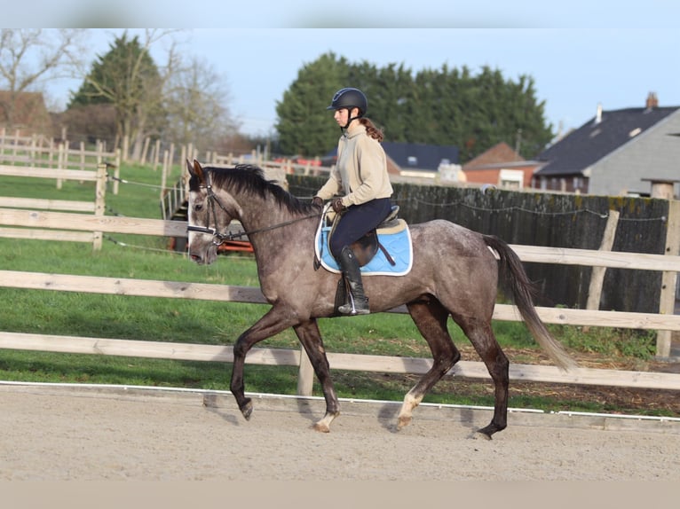 Irish sport horse Ruin 5 Jaar 166 cm Blauwschimmel in Bogaarden