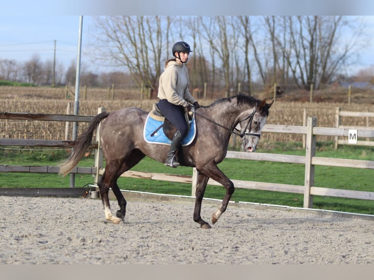 Irish sport horse Ruin 5 Jaar 166 cm Blauwschimmel in Bogaarden
