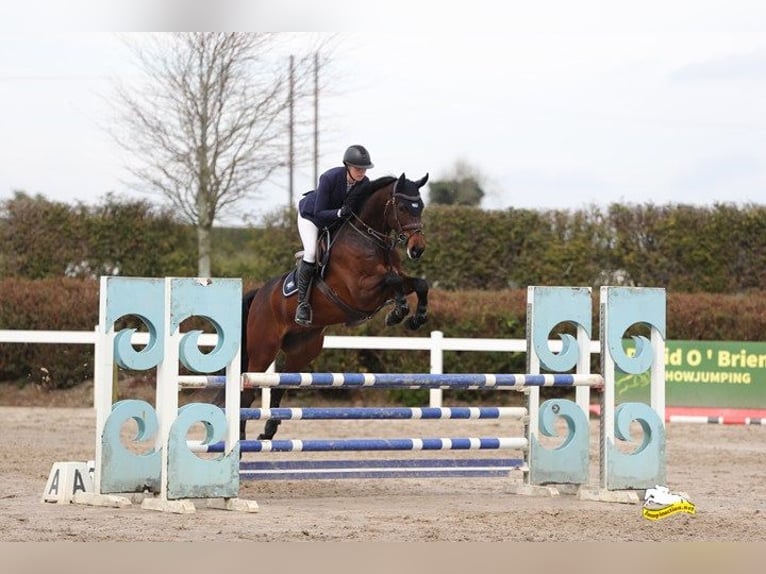 Irish sport horse Ruin 5 Jaar 166 cm Roodbruin in Wexford