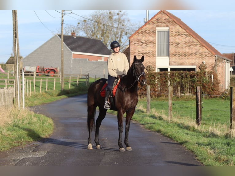 Irish sport horse Ruin 5 Jaar 166 cm Zwart in Bogaarden