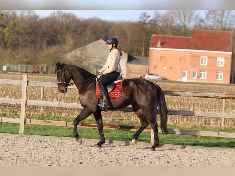 Irish sport horse Ruin 5 Jaar 166 cm Zwart in Bogaarden