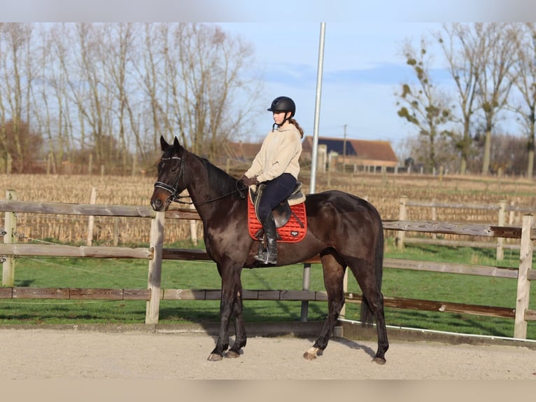 Irish sport horse Ruin 5 Jaar 166 cm Zwart in Bogaarden