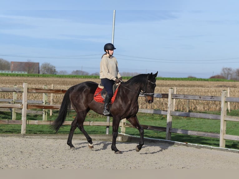 Irish sport horse Ruin 5 Jaar 166 cm Zwart in Bogaarden