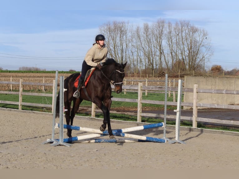 Irish sport horse Ruin 5 Jaar 166 cm Zwart in Bogaarden