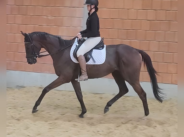 Irish sport horse Ruin 5 Jaar 167 cm Bruin in Lage