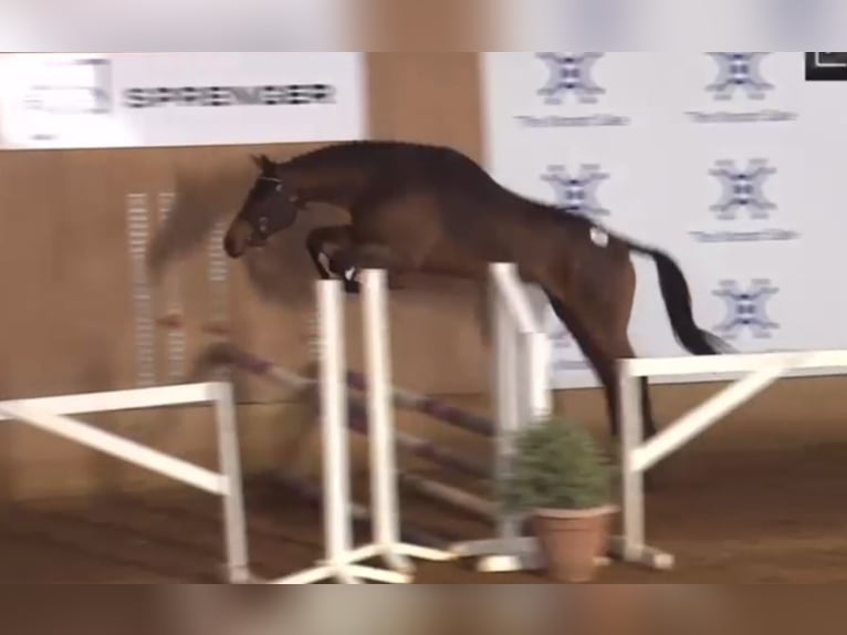 Irish sport horse Ruin 5 Jaar 167 cm Bruin in Glenbrien