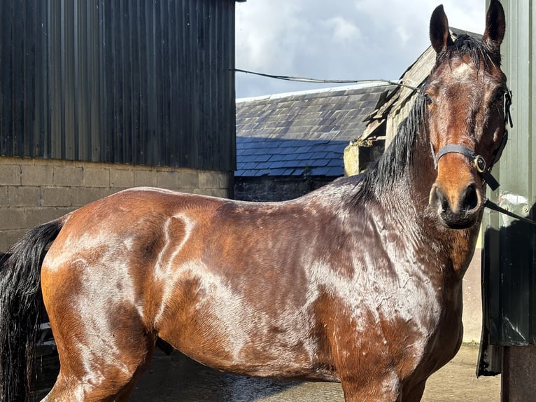 Irish sport horse Ruin 5 Jaar 167 cm Bruin in Newcastle West
