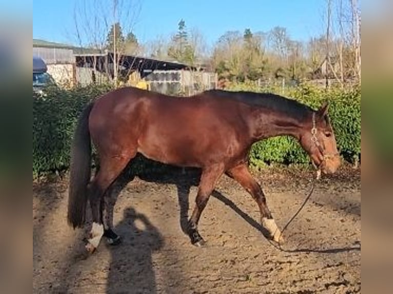 Irish sport horse Ruin 5 Jaar 167 cm Roodbruin in Glenbrien