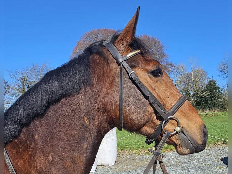 Irish sport horse Ruin 5 Jaar 167 cm Roodbruin in Glenbrien