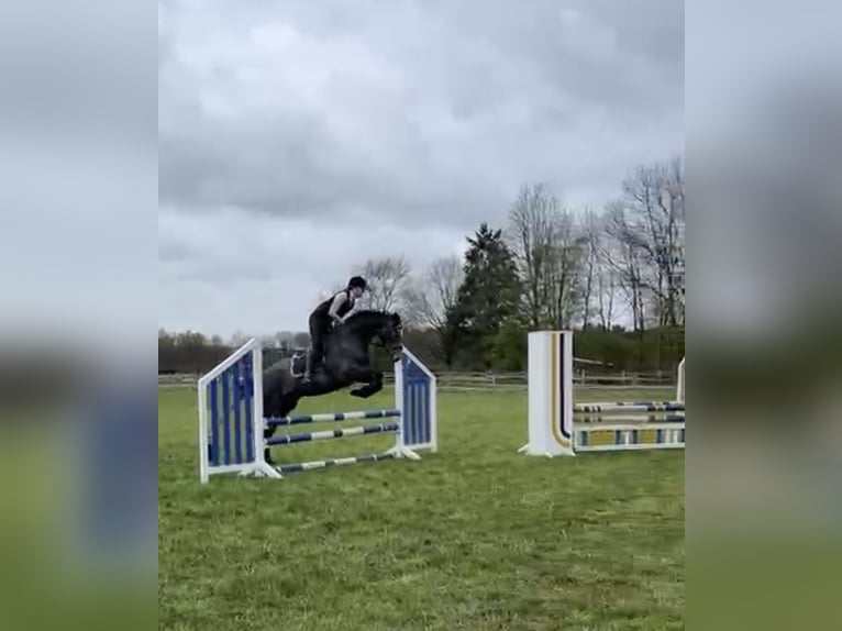 Irish sport horse Ruin 5 Jaar 167 cm Schimmel in Bielefeld