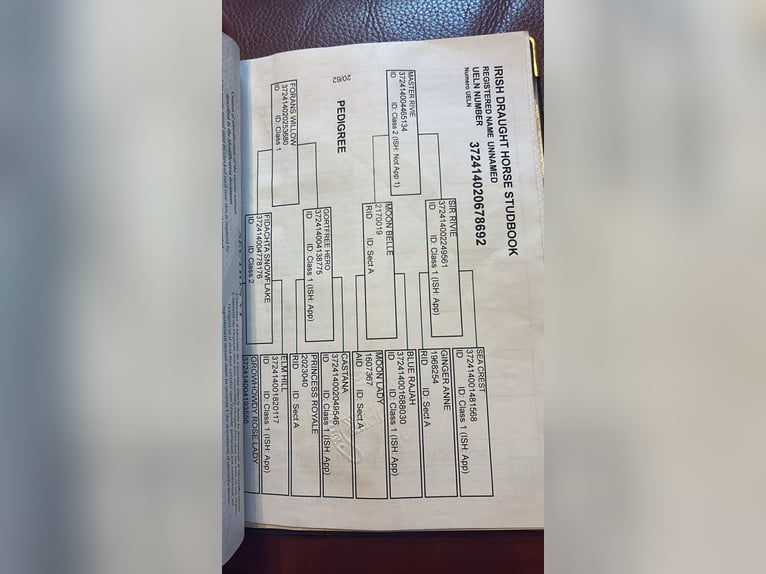 Irish sport horse Ruin 5 Jaar 168 cm Appelschimmel in Sligo