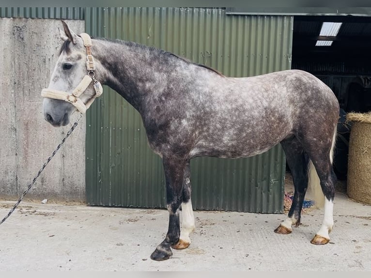 Irish sport horse Ruin 5 Jaar 168 cm Appelschimmel in Sligo