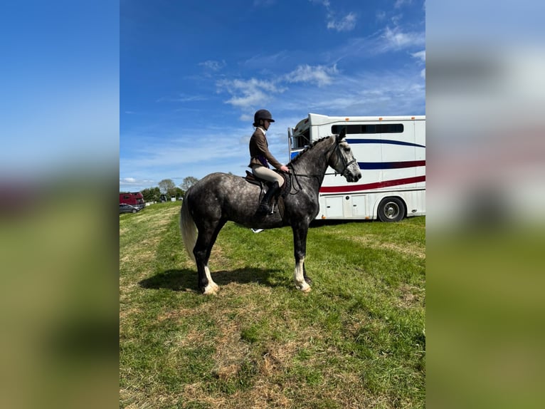 Irish sport horse Ruin 5 Jaar 168 cm Appelschimmel in Sligo