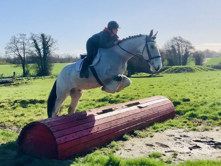 Irish sport horse Ruin 5 Jaar 168 cm Falbe in Mountrath