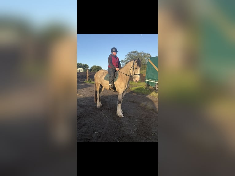 Irish sport horse Ruin 5 Jaar 168 cm Falbe in Mountrath