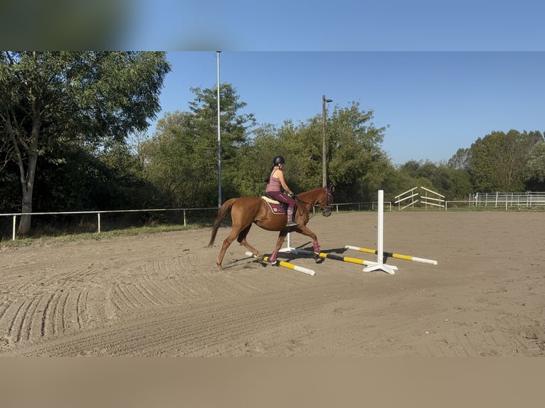 Irish sport horse Ruin 5 Jaar 168 cm Vos in Berlin