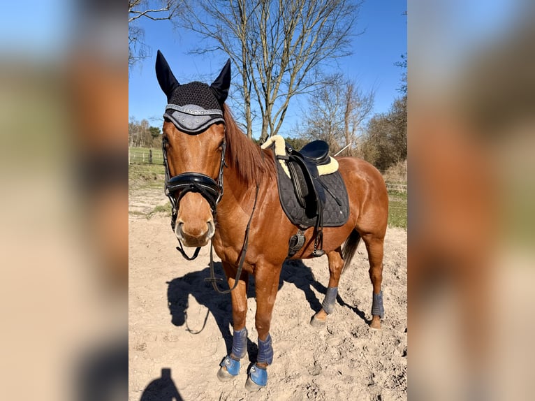 Irish sport horse Ruin 5 Jaar 168 cm Vos in Berlin