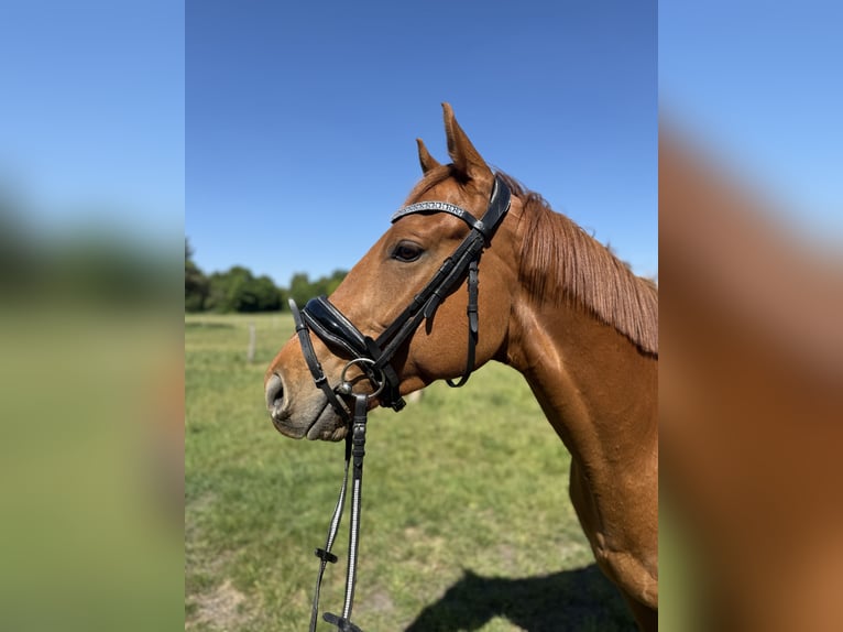 Irish sport horse Ruin 5 Jaar 168 cm Vos in Berlin