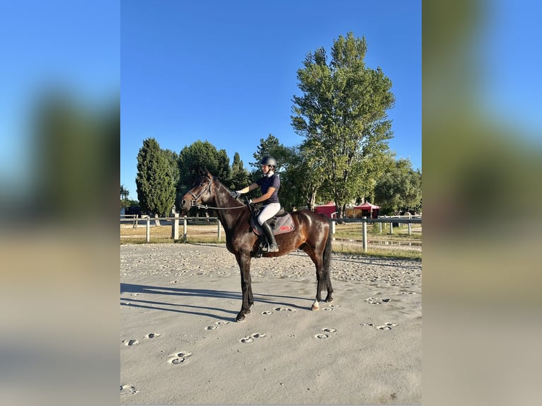 Irish sport horse Ruin 5 Jaar 168 cm Zwartbruin in Calvisson