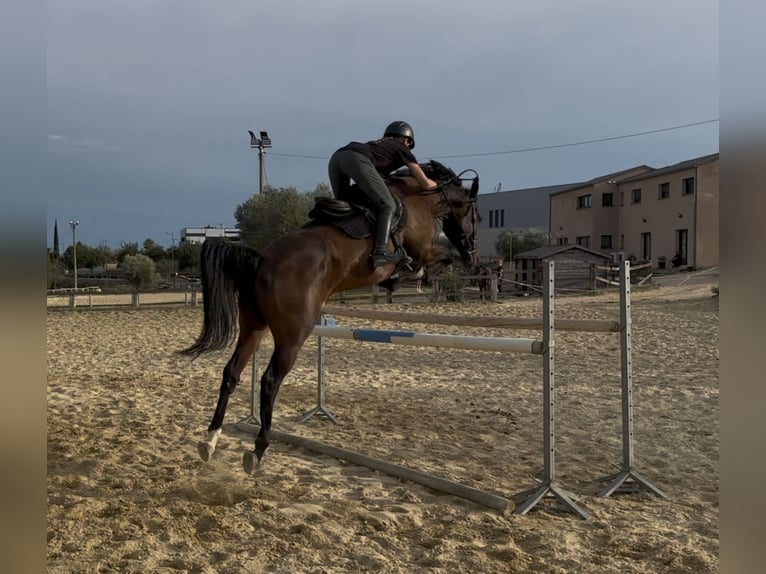 Irish sport horse Ruin 5 Jaar 168 cm Zwartbruin in Calvisson