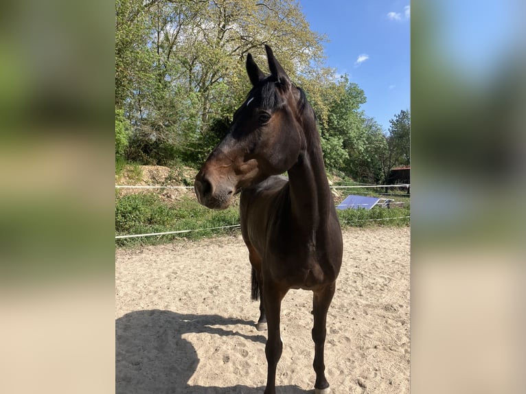 Irish sport horse Ruin 5 Jaar 168 cm Zwartbruin in Calvisson