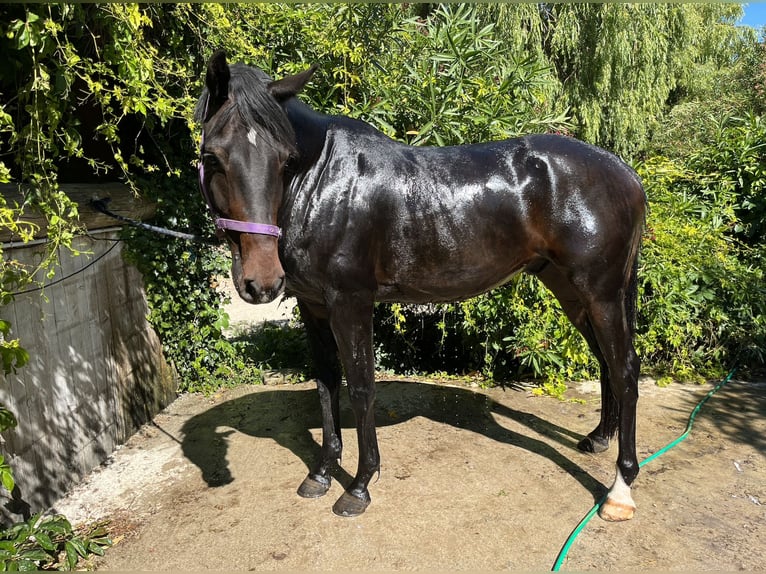Irish sport horse Ruin 5 Jaar 168 cm Zwartbruin in Calvisson