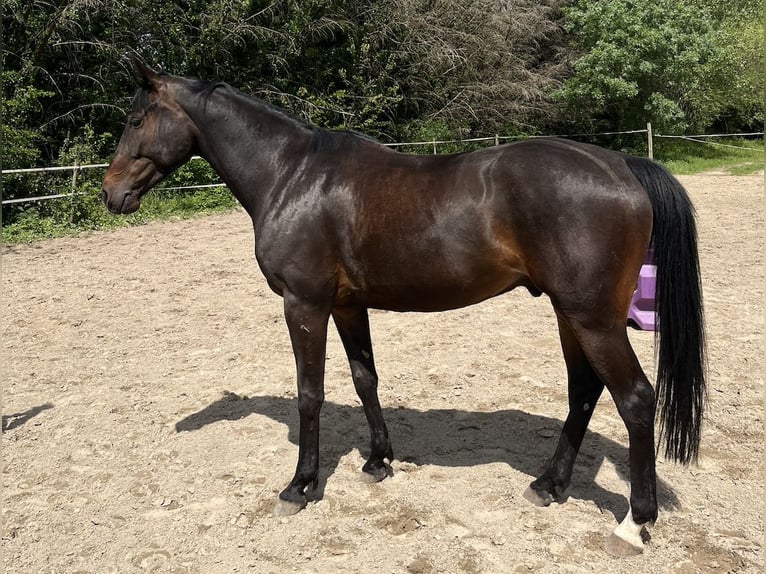 Irish sport horse Ruin 5 Jaar 168 cm Zwartbruin in Calvisson