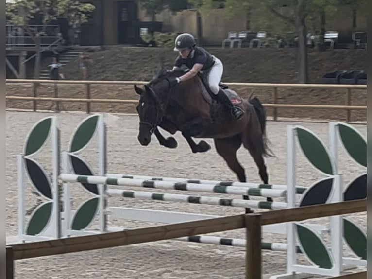 Irish sport horse Ruin 5 Jaar 168 cm Zwartbruin in Calvisson