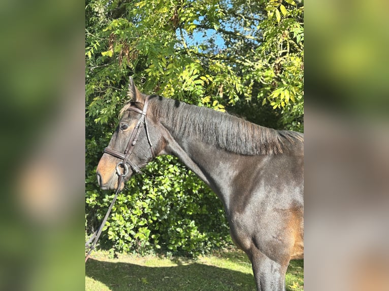 Irish sport horse Ruin 5 Jaar 170 cm Bruin in Newcastle West