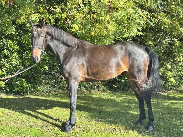 Irish sport horse Ruin 5 Jaar 170 cm Bruin in Newcastle West