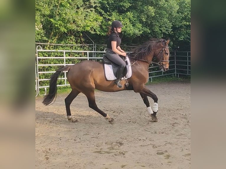 Irish sport horse Ruin 5 Jaar 180 cm Bruin in Lage