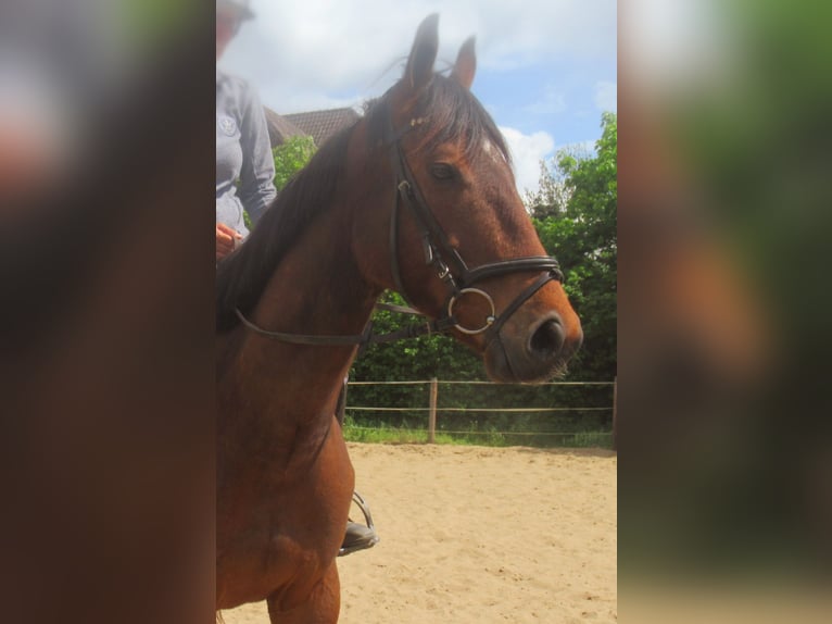 Irish sport horse Ruin 6 Jaar 155 cm Bruin in Velpke