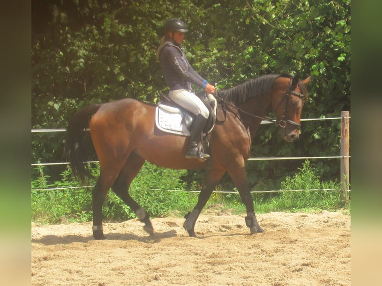 Irish sport horse Ruin 6 Jaar 158 cm Bruin in Velpke
