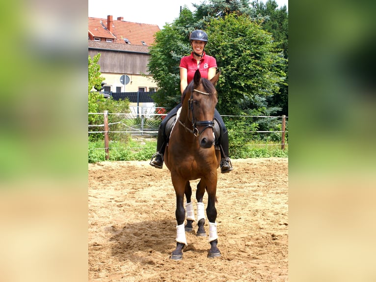Irish sport horse Ruin 6 Jaar 158 cm Bruin in Velpke