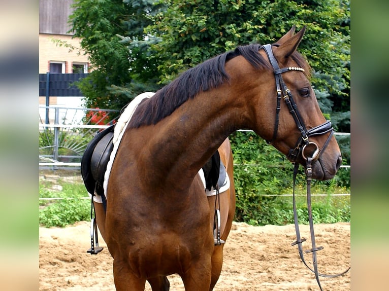 Irish sport horse Ruin 6 Jaar 158 cm Bruin in Velpke